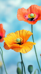 Fototapeta premium A field of vibrant orange and yellow poppies swaying in the breeze, set against a clear blue sky