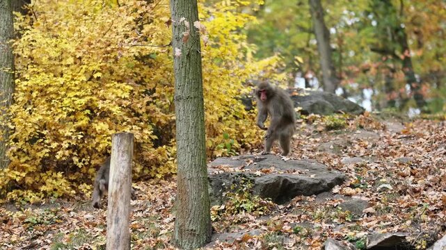 Japanese Macaques Running In The Autumn Forest At The Zoo