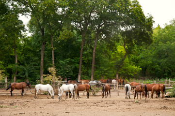 Fototapeta premium Herd of horses grazing in fenced paddock surrounded by green forest, rural countryside farm landscape, natural outdoor scene, peaceful equine pasture