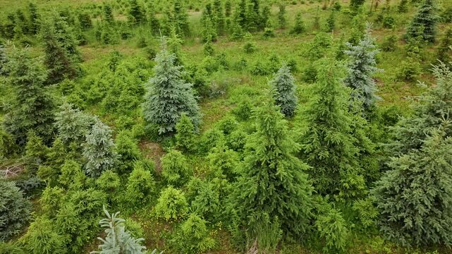 Aerial view of spruce trees growing in dense rows, forestry cultivation