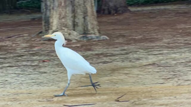 White intermediate egret,Ardea bird walking or running on the ground