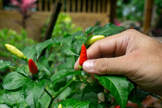 red pepper in hand for harvesting of Tabasco peppers (Capsicum frutescens), a small and fiery variety of chili pepper. It also call Cabe Rawit, Cili Padi, Siling Labuyo, or Bird's Eye Chili