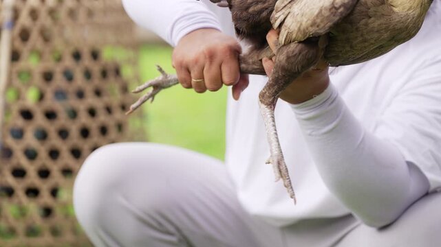 game fowl or gamecock conditioning by massaging legs for a cockfight in bali, indonesia, southeast asia