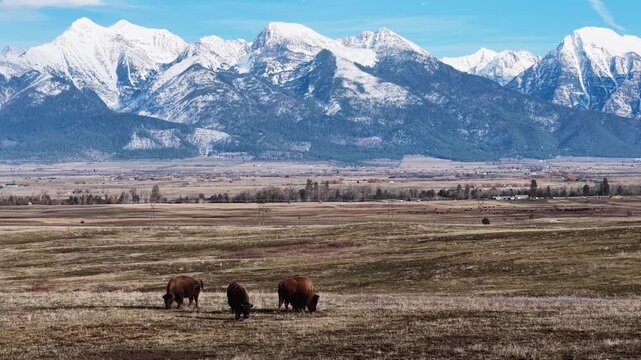 Aerial view of two bison grazing across open plains with dramatic snow-capped mountains in the background in Montana