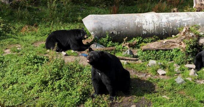 Two Black Bears, sunny day in Sitka, Alaska.(Ursus Americanus)