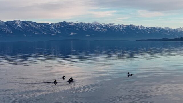 Aerial view of birds gliding across calm lake water with mountain reflections near Kalispell, Montana.