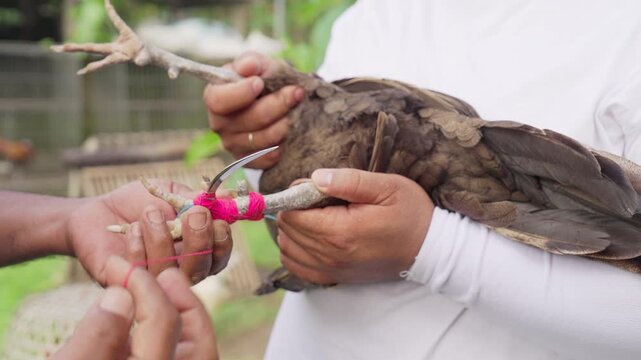 Tying knife on chicken or rooster leg in Bali, Indonesia, cockfighting in southeast asia