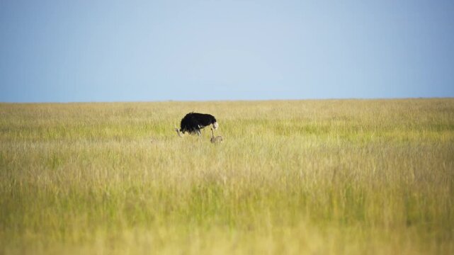 Male ostrich protecting small chicks while grazing in vast grasslands of National Park, natural behavior in native african habitat