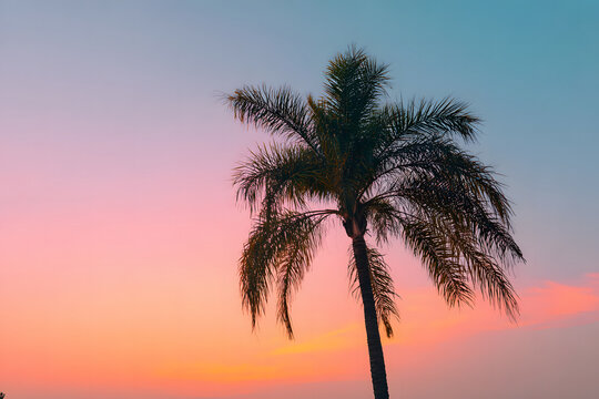 Palm Tree at Sunset