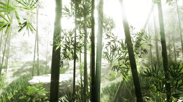 Sunlit bamboo grove with misty light slender stalks rise through dewy leaves, soft shadows create tranquil atmosphere ideal for meditation and landscape
