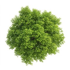 Fototapeta premium Lush green bush top view