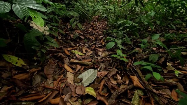 Macro View of Tropical Forest Floor with Brown Leaf Litter