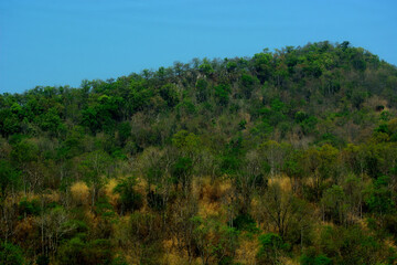 Obraz premium trees in the forest