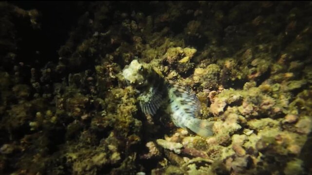 Lawnmower blenny resting on coral in flashlight beam. Night underwater footage in Nha Trang, Vietnam.