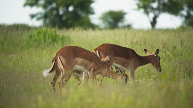 Graceful herd of leaping impala grazing peacefully in tall green grasses of African savanna, highlighting their agile movements and natural herd behavior