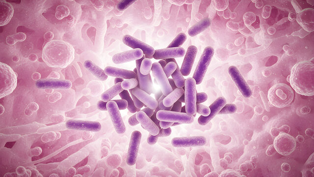 Microscopic 3D rendering of purple probiotic or lactic acid bacteria cells inside the intestinal villi, illustrating gut health, human microbiome, and digestive system concept