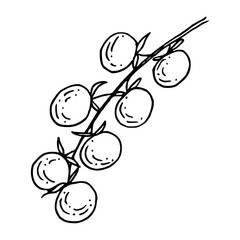 Obraz premium Tomato branch contour sketch in hand drawn doodle style. Vector outline illustration for italian food design. Black line art of vegetables. Design element for recipe and menu.