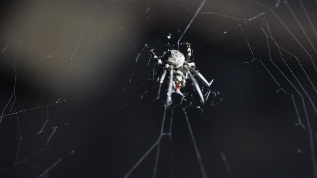 Extreme macro shot of a dark spider consuming its prey on a cobweb. Detailed insect behavior captured against a moody, dark blurred background.
