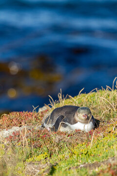 Yellow-eyed penguin laying on grassy coastal hill.