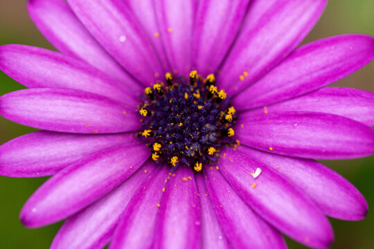 Gros plan sur des une marguerite africaine
