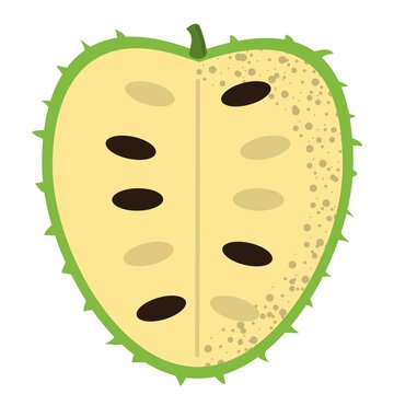 Soursop Fruit Illustration Flat Design Isolated On White Background