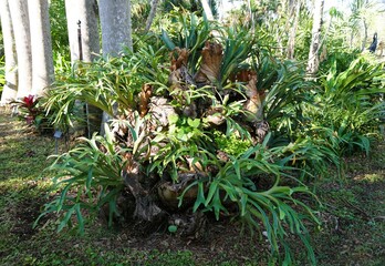 Obraz premium A large staghorn fern with wide, green, antler-like fronds growing at the base of a tree near Palma Sola Botanical Park, Bradenton, Florida, U.S