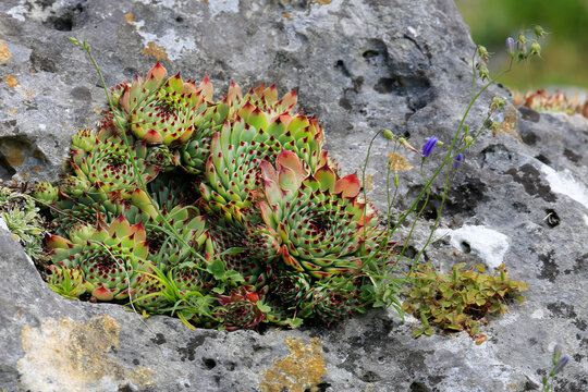 Hauswurzen (Sempervivum) auf Felsplatte 