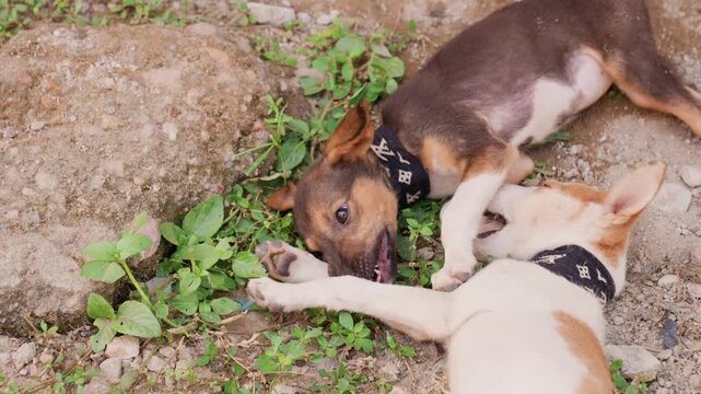 Playful puppy interaction. Energetic puppies chase and nip outside. Two lively puppies engage in playful activity on field. Pair of energetic puppies tumble and nip amid lush grass and rocks