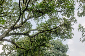 Fototapeta premium Mossy tropical canopy stretching across bright cloudy sky. Upward forest scene featuring epiphytes on arching limbs. Lush arboreal frame suited for ecology wellness promotion