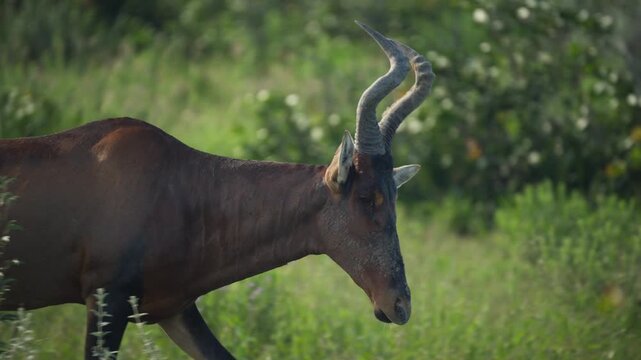 Profile of a wild red hartebeest with unique curved horns gracefully walking through lush green savanna of Etosha National Park in Namibia, southern Africa