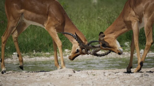 Two wild male impala antelopes with big horns fighting for dominance, battling and locking antlers in fierce duel next to waterhole in Etosha National Park, Africa