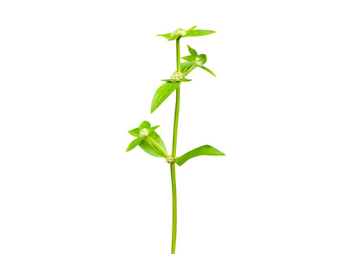 Spermacoce hispida or Borreria hispida plant with flowers isolated on a white background