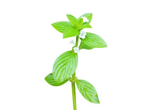 Spermacoce hispida or Borreria hispida plant with flowers isolated on a white background