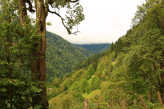 Macahel forest valley in black sea region, Turkey. Lush green forest valley in Macahel (Camili), Black sea region of Turkey with dense trees and mountainous landscape under soft natural light
