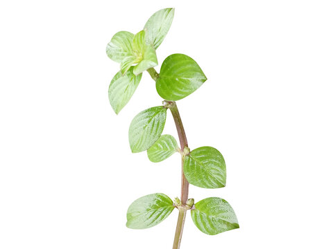 Spermacoce hispida or Borreria hispida plant with flowers isolated on a white background