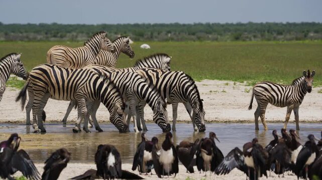 Burchell's zebras and Abdim's storks sharing a waterhole for drinking in plains of Etosha National Park, wildlife sanctuary located in northern Namibia