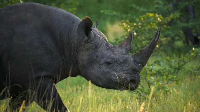 Black rhinoceros walks in african savannah during sunset showing animal grazing on lush green grass and foraging for food in natural habitat in a namibian reserve