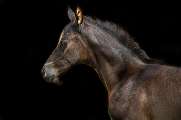 Naklejka premium portrait of beautiful black foal of sportive breed against black background. close up