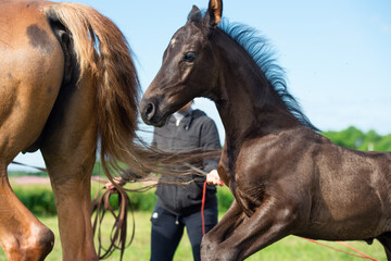 Obraz premium black beautiful foal of sportive breed running speedily in green meadow at sunny day. close up