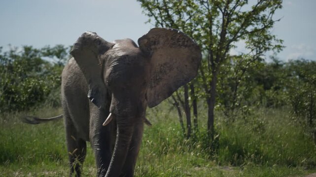 African elephant walking toward camera in wilderness of national park, baby elephant following closely in lush green savanna, symbolizing wildlife and nature