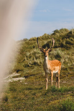 Damhirsch auf Norderney