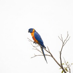 Fototapeta premium Vibrant rainbow lorikeet perched on a bare branch against a plain background