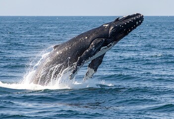 Fototapeta premium Humpback whale breaching the ocean surface, massive body rising with splashes and droplets, deep blue sea and softly lit sky — powerful and graceful marine life moment.