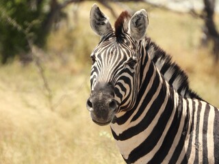 Naklejka premium Zebra portrait
