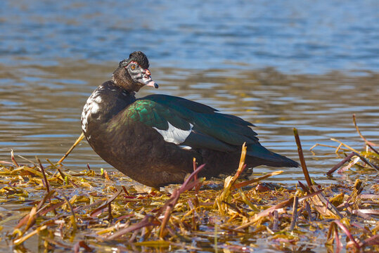 A dark Muscovy duck stands at a muddy shoreline with reeds and gentle ripples. Its glossy feathers reveal green sheen and small white patches along the wing. A bright eye scans the calm water nearby.