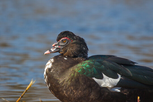 This large muscovy duck exhibits striking iridescent green plumage and distinctive red caruncles around its dark eyes. It stands by the blue water while the sunlight highlights its white wing patches.