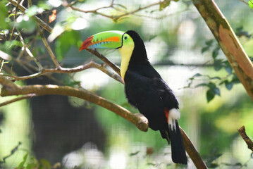 tucan © victor