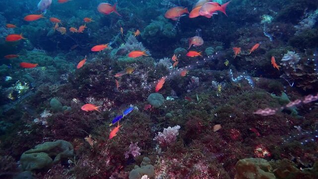 4K 水中動画 キンギョハナダイの群れと漂うサルパの連鎖