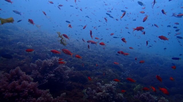 4K 水中動画 キンギョハナダイの群れと浮遊するサルパの連鎖