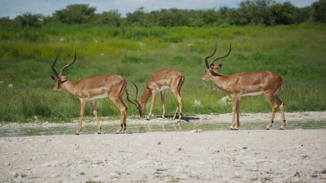 Black faced impala rams drinking water from a waterhole in African savanna of Etosha National Park, showcasing wildlife behavior and natural habitat during summer